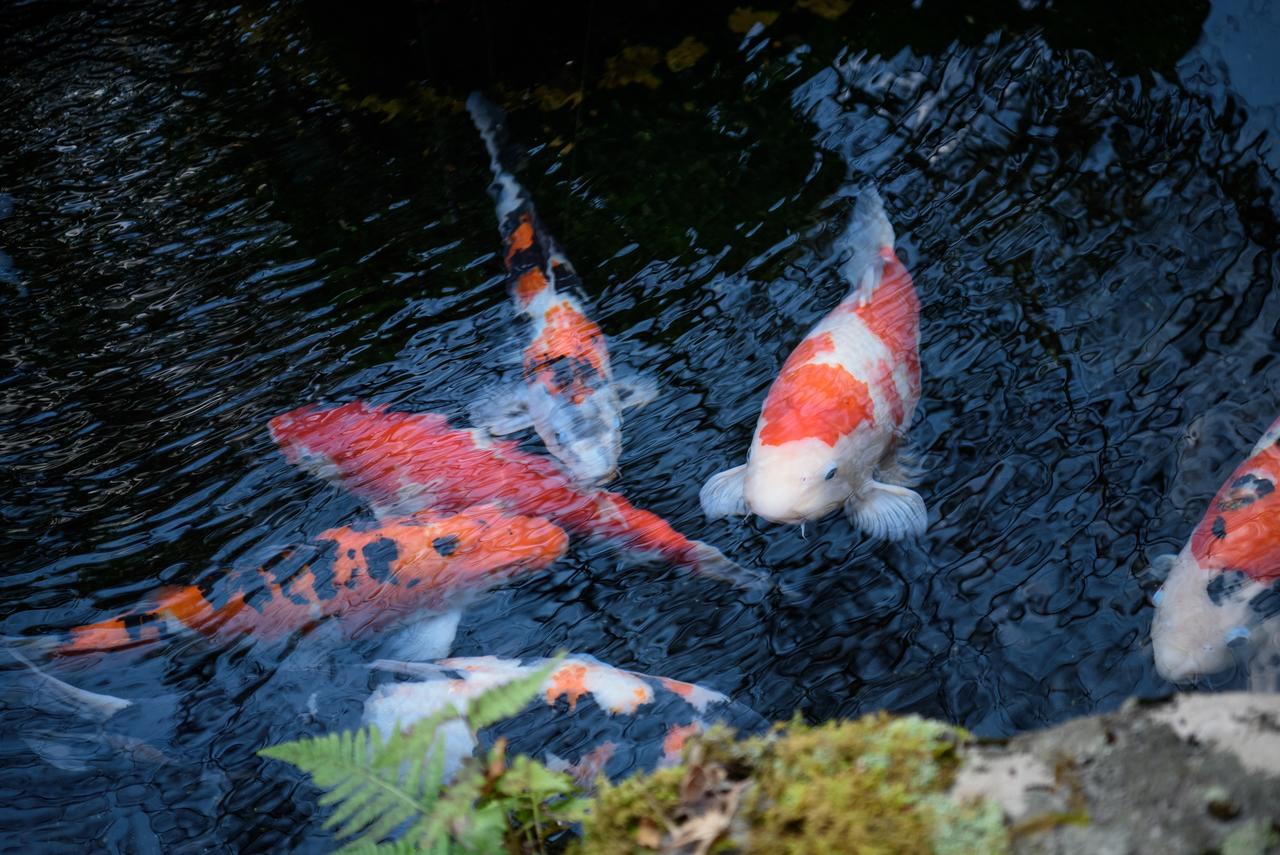 Yunohira Kamiyanagiya Otel Yufu Dış mekan fotoğraf